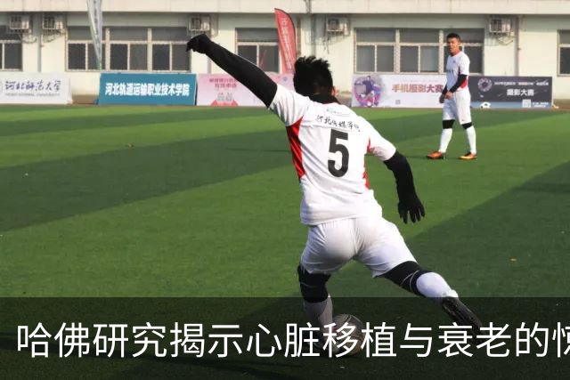 哈佛研究揭示心脏移植与衰老的惊人关系